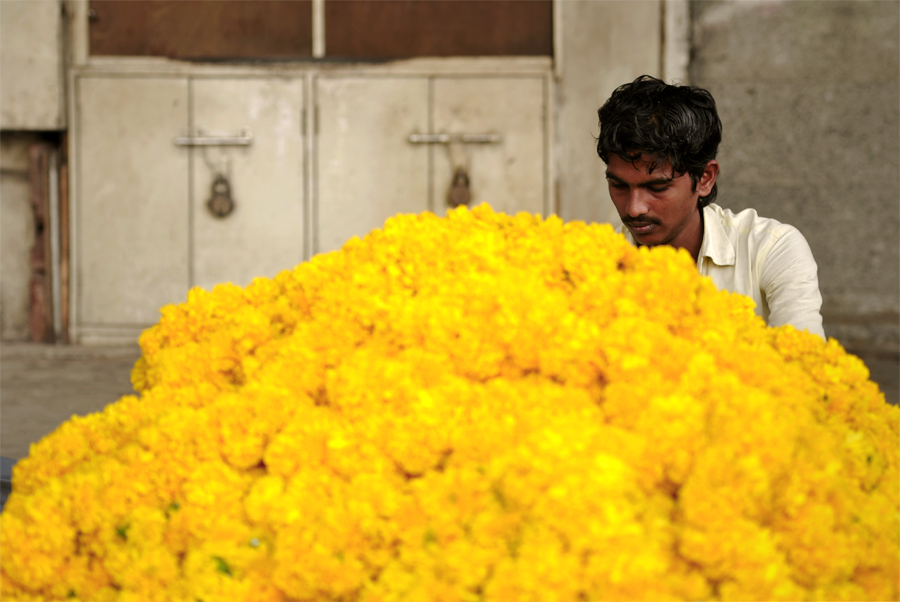 Marigolds are one of the most popular and common flowers and as portrayed above the Marigold flower is very common in India. The name 'Marigold' comes from 'Mary's gold' after Mother Mary and the name used for it in many parts if India is Genda. The word 'Genda' possibly comes from the Gonda, the tribe of Chattisgarh where the flower is cultivated. In fact, Gonda even have a legend behind the origin of the flower.